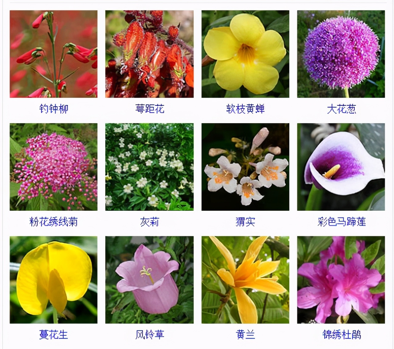 1000种花名大全432种花卉品种图鉴