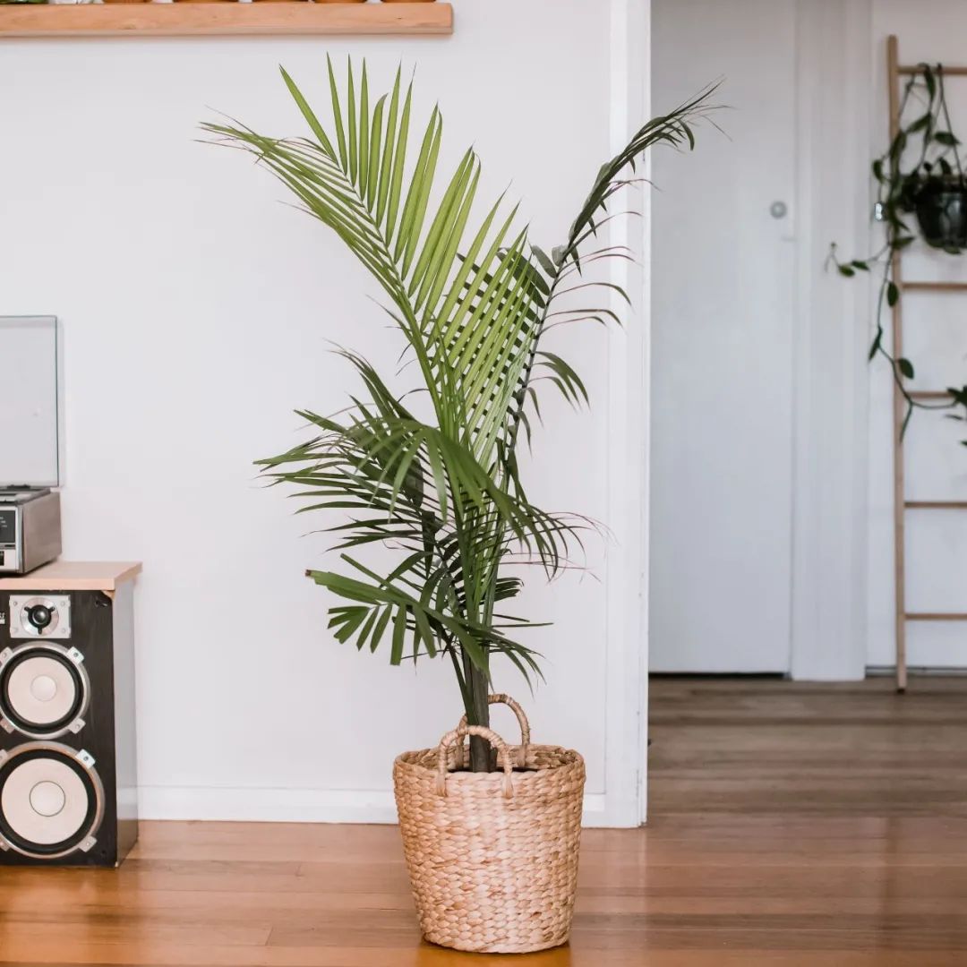 五种特别有热带风情的棕榈植物，很适合养在客厅和办公室