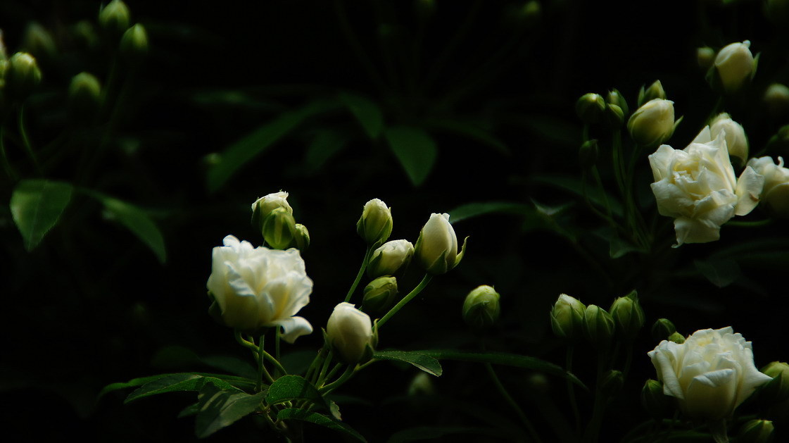 别再只会养绿萝了，木香花一年开花200多天，养花爱好者别错过！