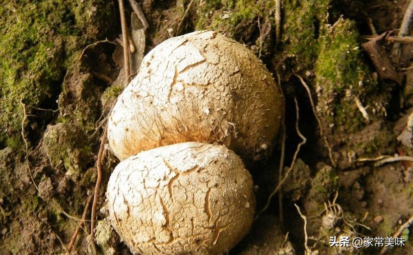 世界上食用野生蘑菇多达5000种，为何松茸和松露仍被吃出“天价”