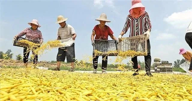 从亏10万到单笔交易额80万!何军利如何用黄花菜开启人生逆袭之路