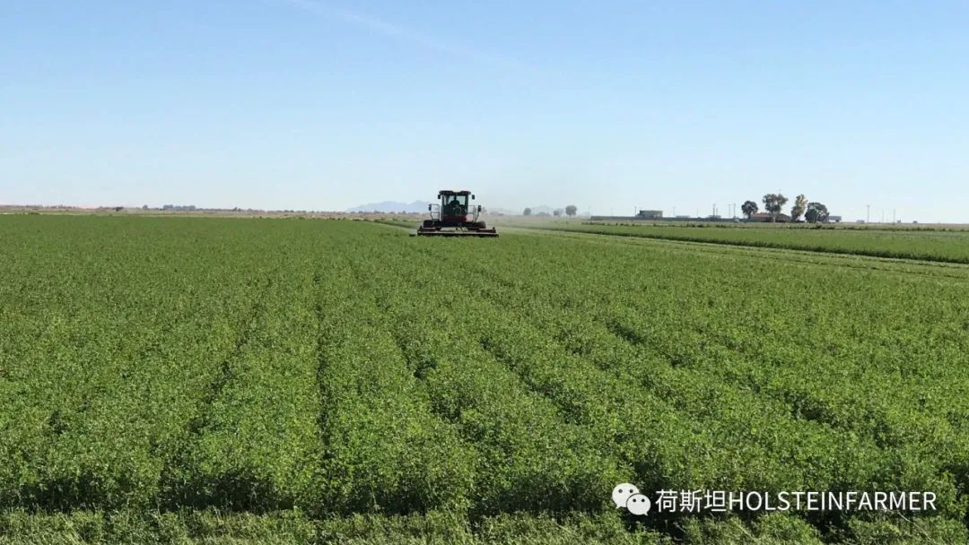 2020美國(guó)&西班牙牧草收成：天氣&物流依舊不確定