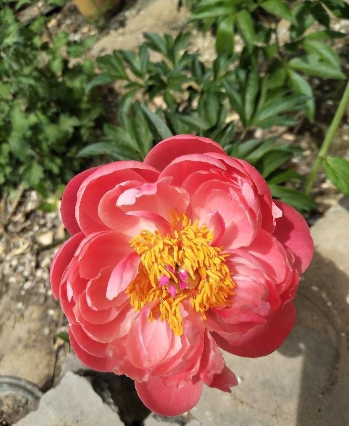 芍藥花圖片,芍藥花圖片大全大圖