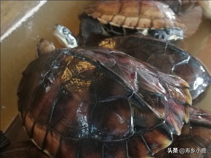 石金錢龜養(yǎng)殖,石金錢龜養(yǎng)殖基本方法