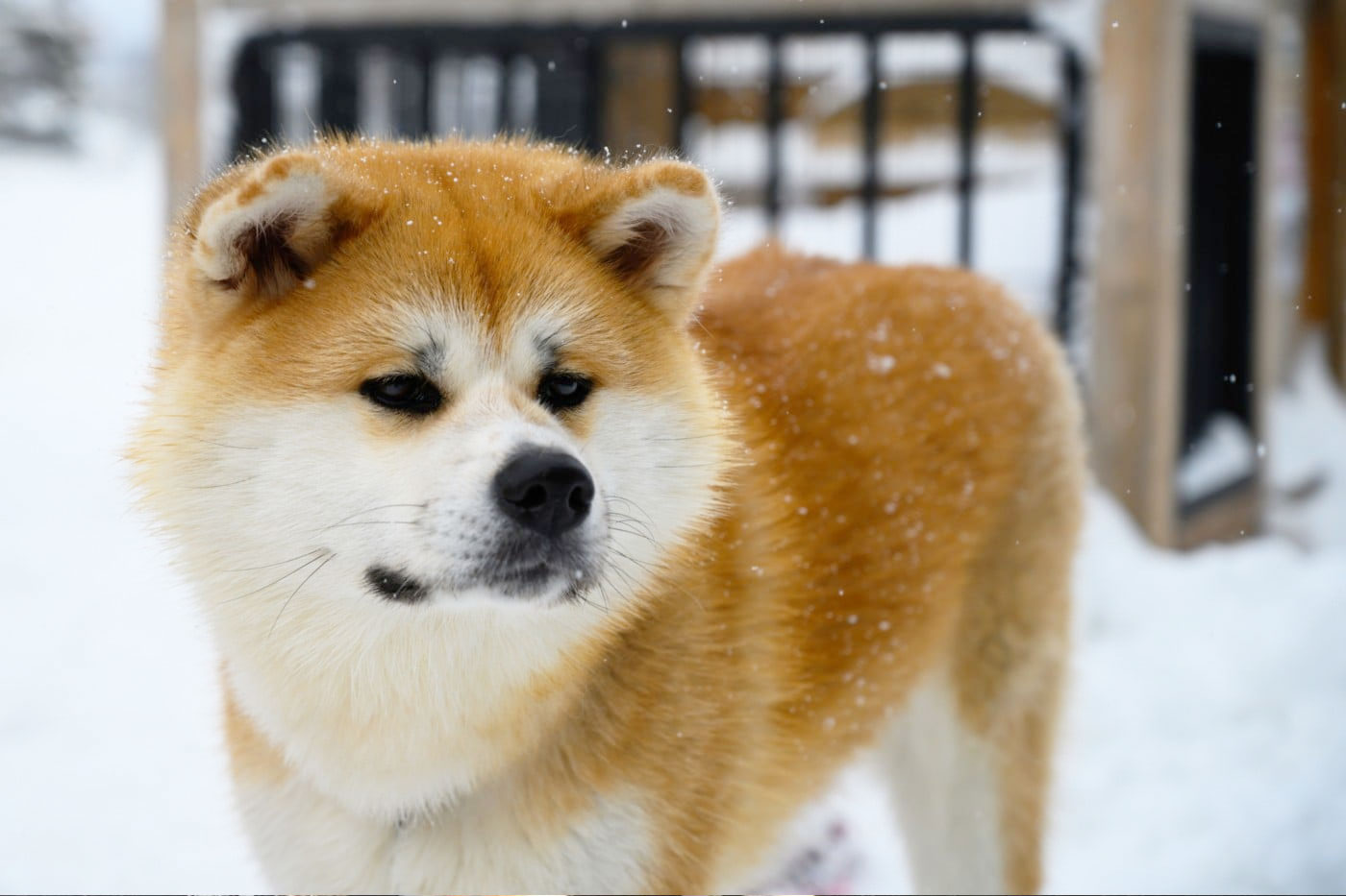 秋田犬好养吗调皮吗（秋田犬的优点和缺点）