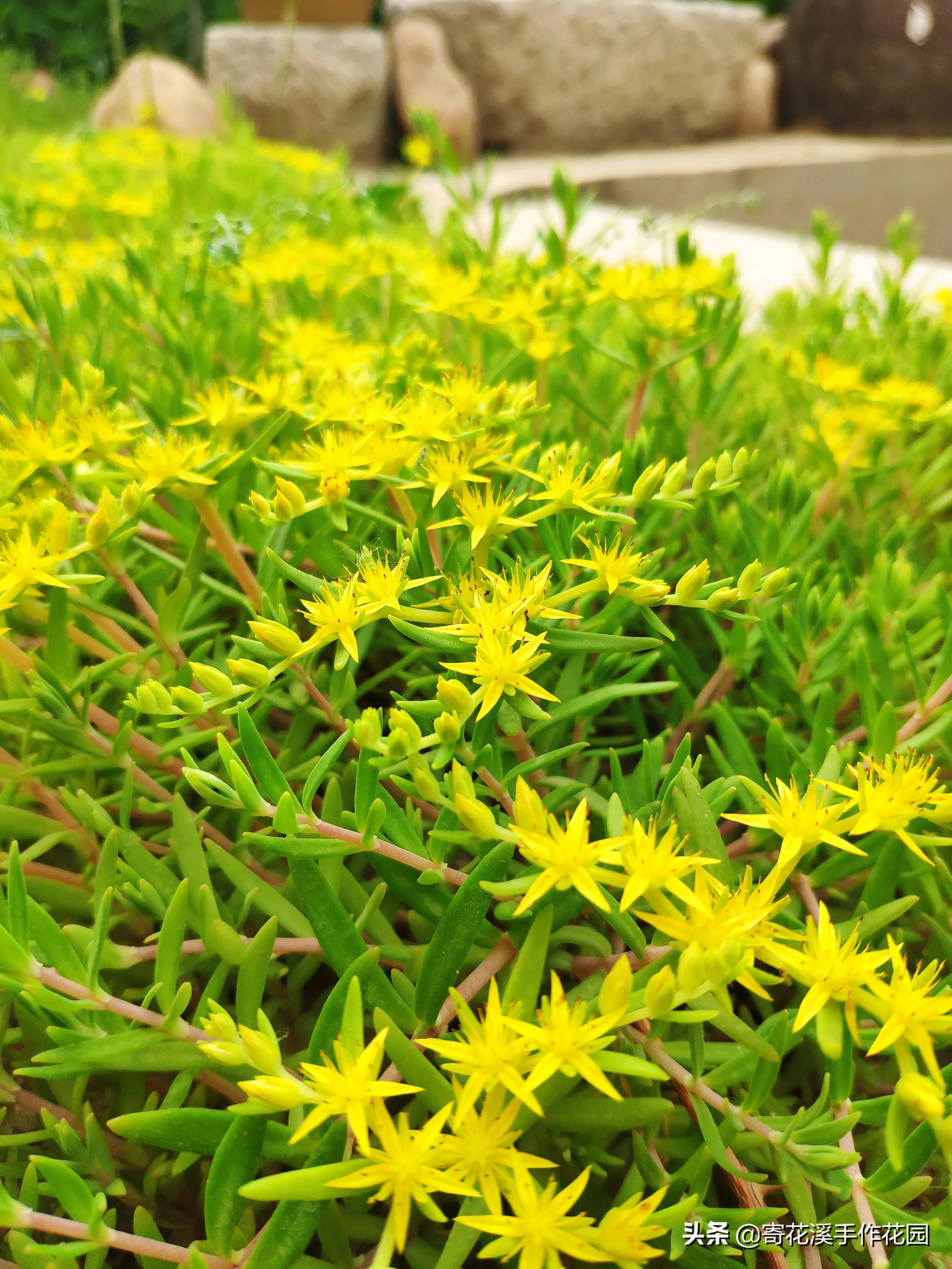 植物生长记录表图片(北方花园5月末植物生长记录)