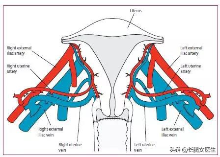 女性下体结构(女性生殖器官解剖（血管的生理结构 ）)