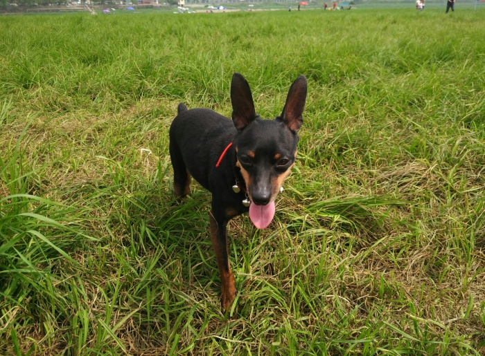 小鹿犬的优缺点、怎样使用正确的训练方法改掉小鹿犬的坏习惯？