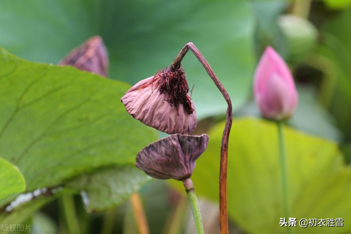 迎接仲秋和中秋，美诗四首赏读：秋气清高八月中，桂子飘香八月头