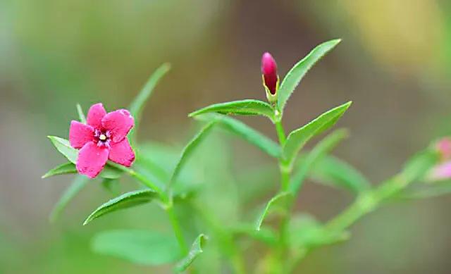 迎春花长什么样子的（迎春花品种介绍大全）