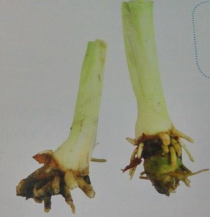 萱草的寓意和象征（华人文化的母亲花详细介绍）