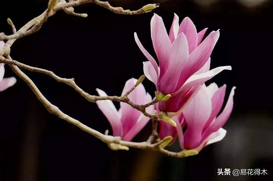 辛是什么味道（辛夷花的名字来历和优美诗词赏析）