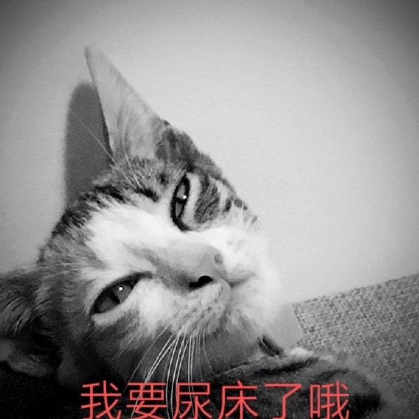 如何彻底祛除猫咪尿骚味？4步教你轻松消灭气味炸弹