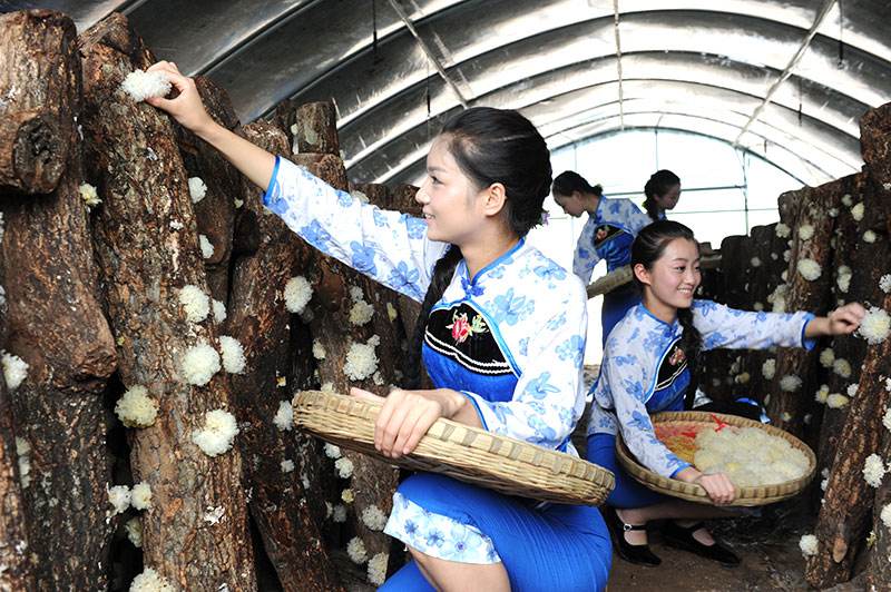 四川通江县的极品银耳，吃中草药长大，堪称平民燕窝，300块一斤