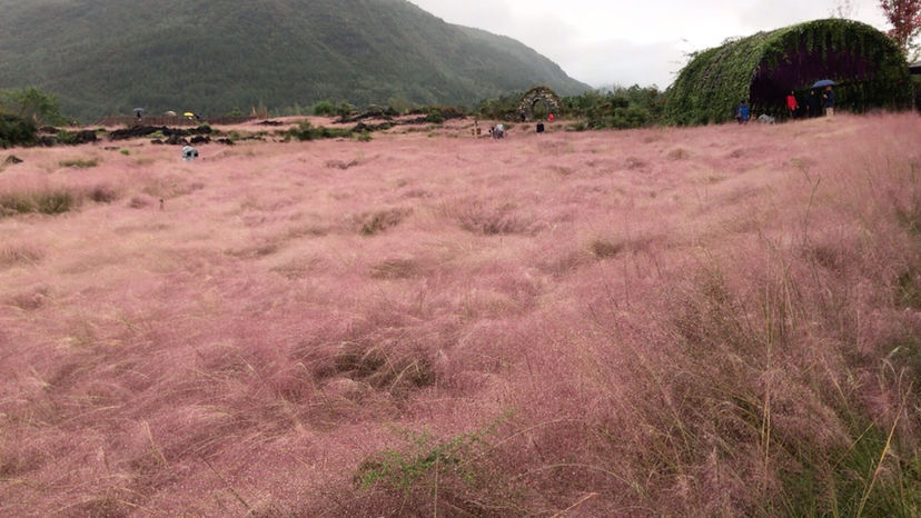 粉黛乱子草几月份开花（粉黛乱子草进入最佳观赏期）