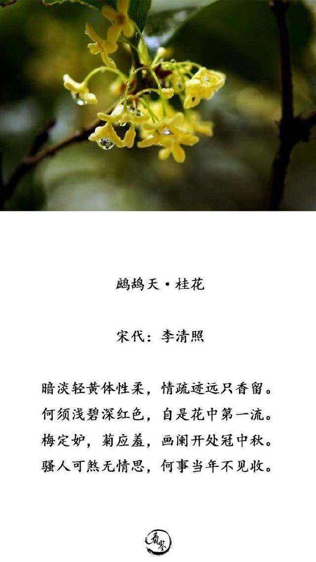 十二个月代表花,花语及诗