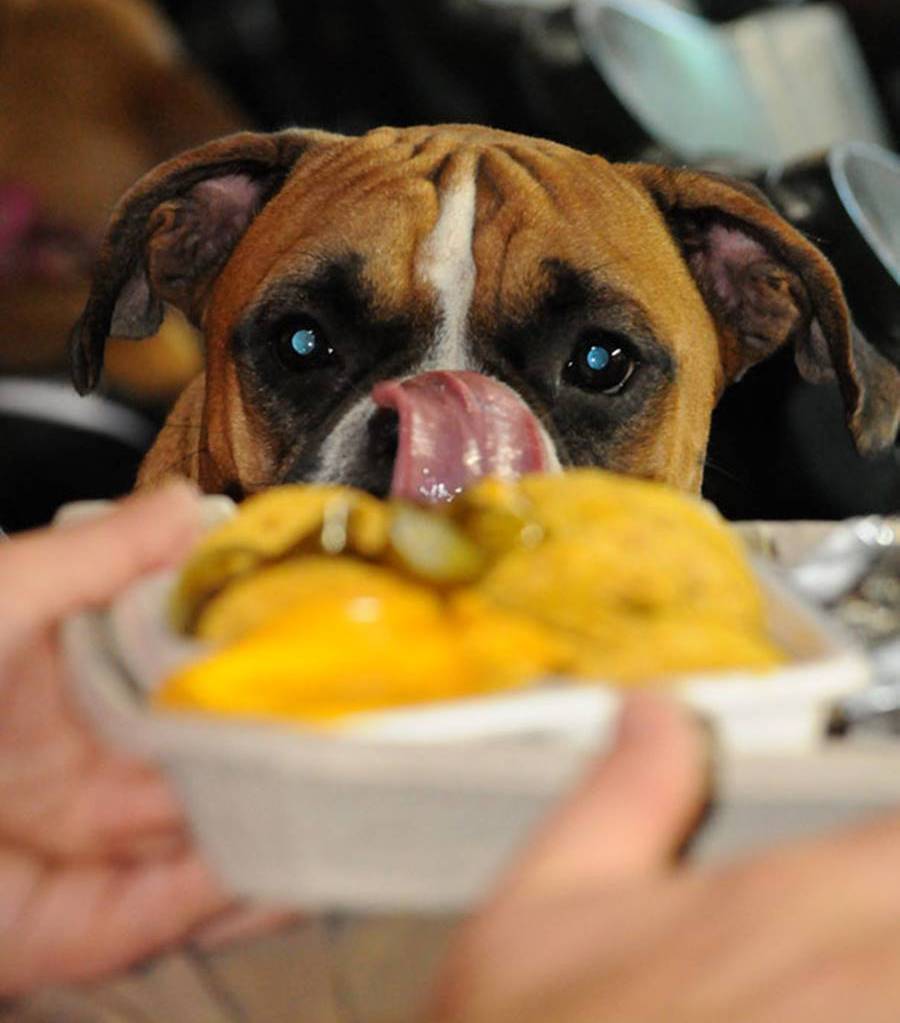 最让狗狗感到"兴奋"的5件事,你家的对哪种表现得最强烈?