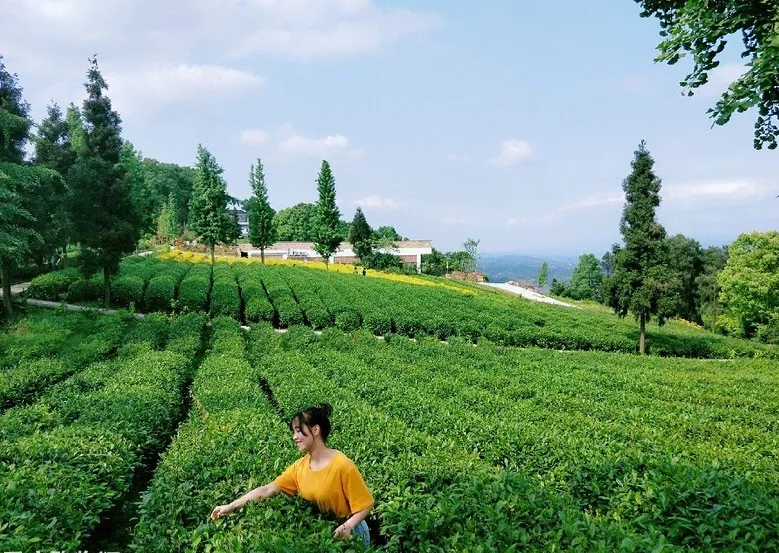 万万没想到!重庆这里藏了个仙气飘飘的茶山!它产的茶叶竟获金奖