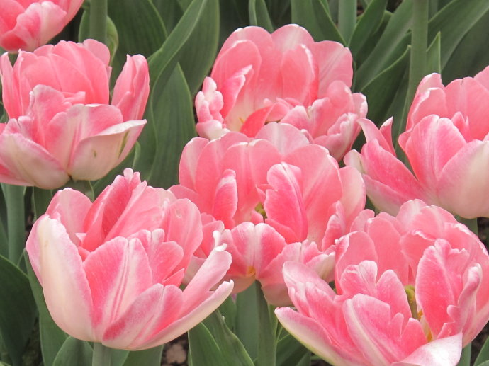 品种大全丨郁金香种植季,50款郁金香惊艳来袭 每一款都有独特名字