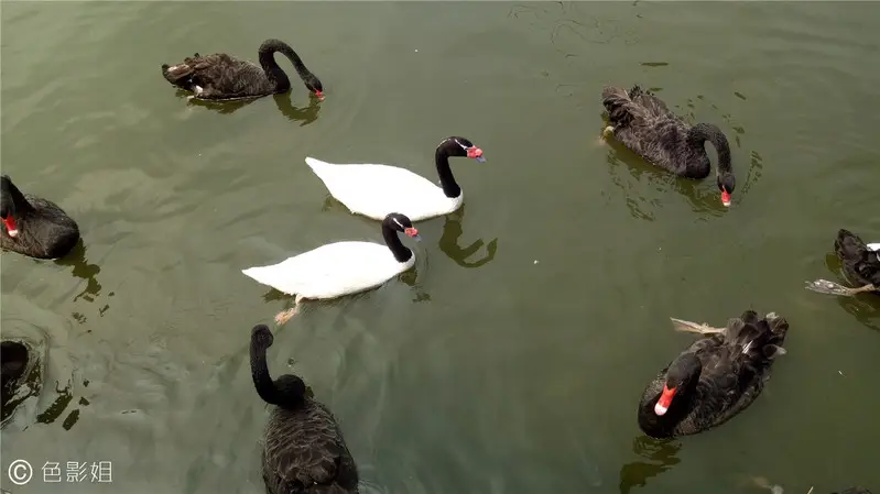 长隆欢乐世界旅游攻略景点必去（三天三夜欢乐长隆之旅）