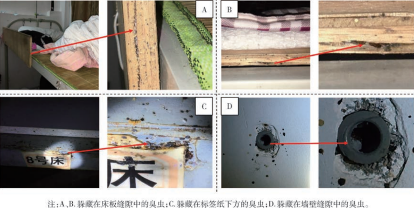 警惕！孩子身上的“红包”不一定是蚊子咬的，这些虫子更吓人