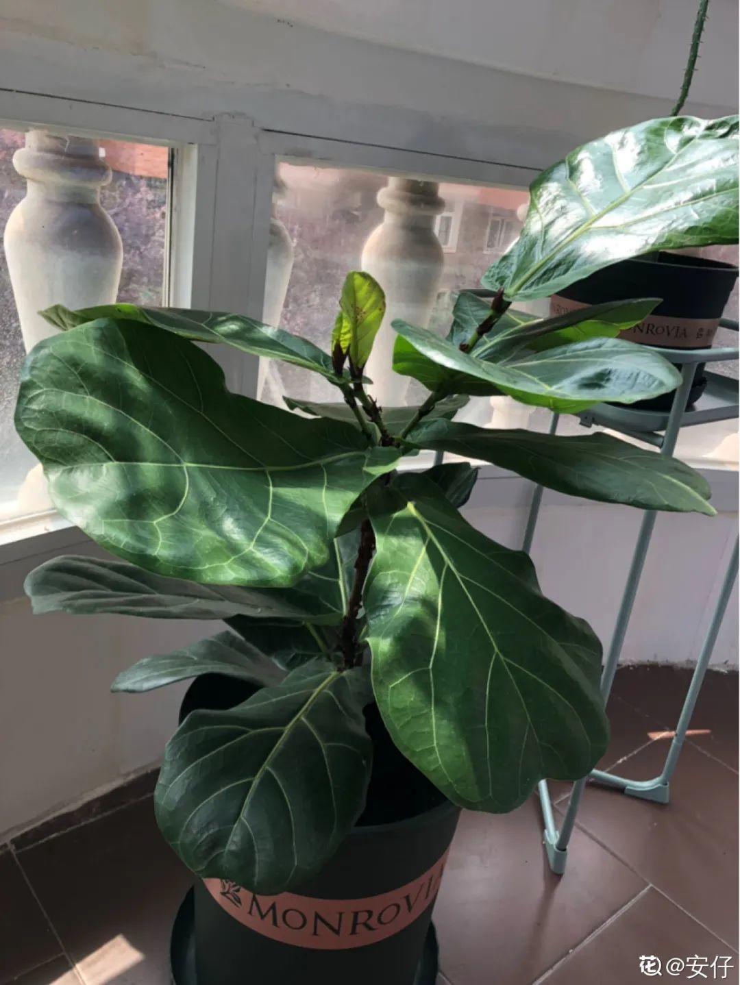 室内较大的植物(喜欢阳光的室内植物) - 上海苗木信息网