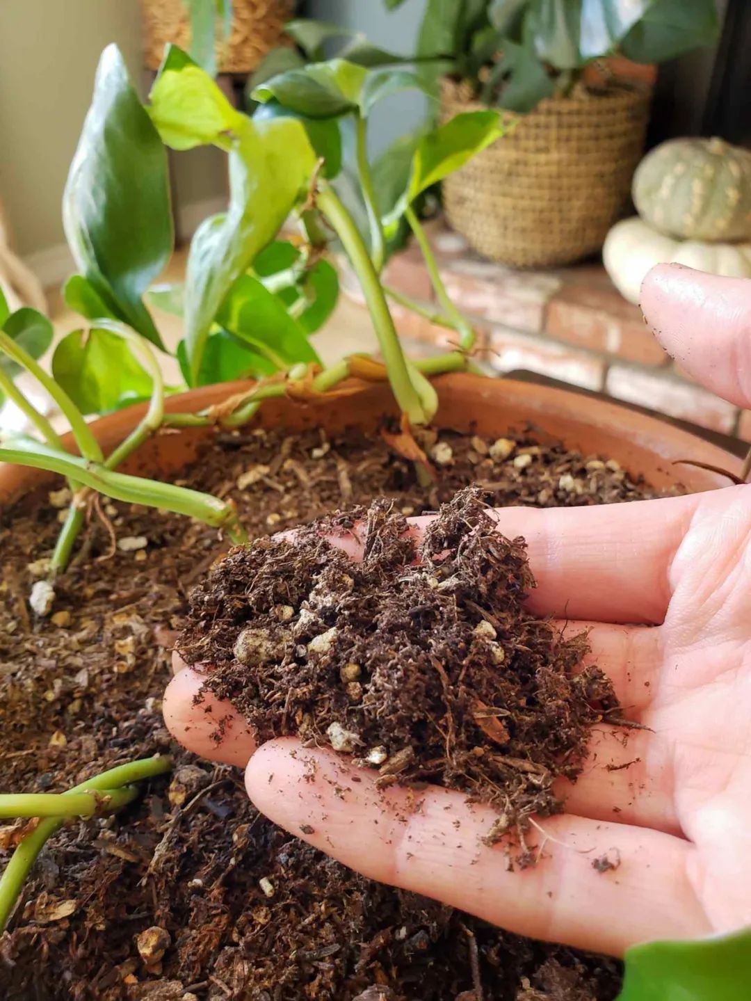 盆栽植物的土壤发霉不要大惊小怪，长蘑菇都没事，不要要赶紧处理