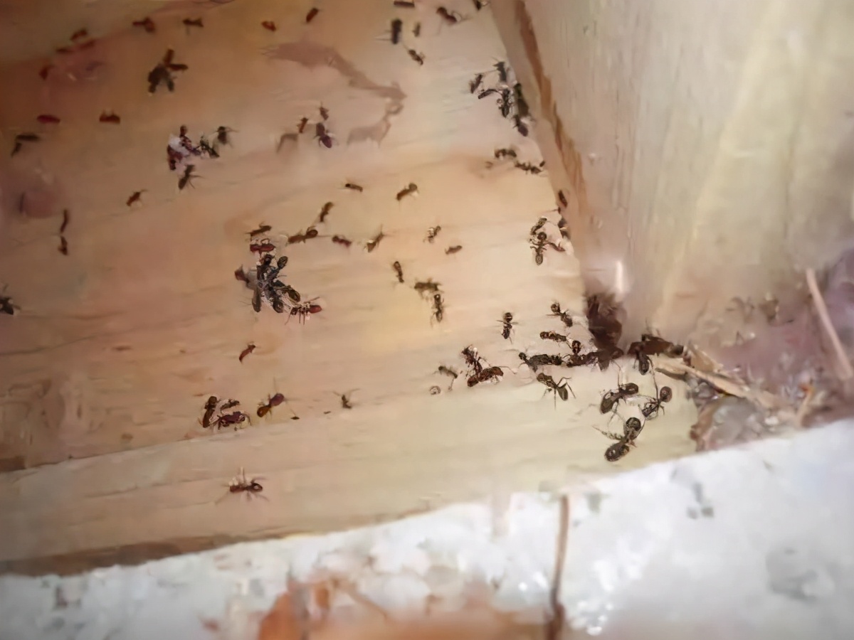 家有蚂蚁怎么根除小妙招，家庭防治蚂蚁小妙招详解？