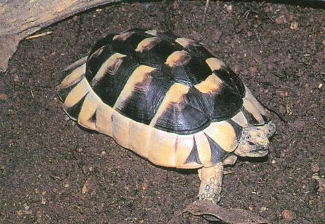 乌龟的种类图片及名称（乌龟的品种图片）