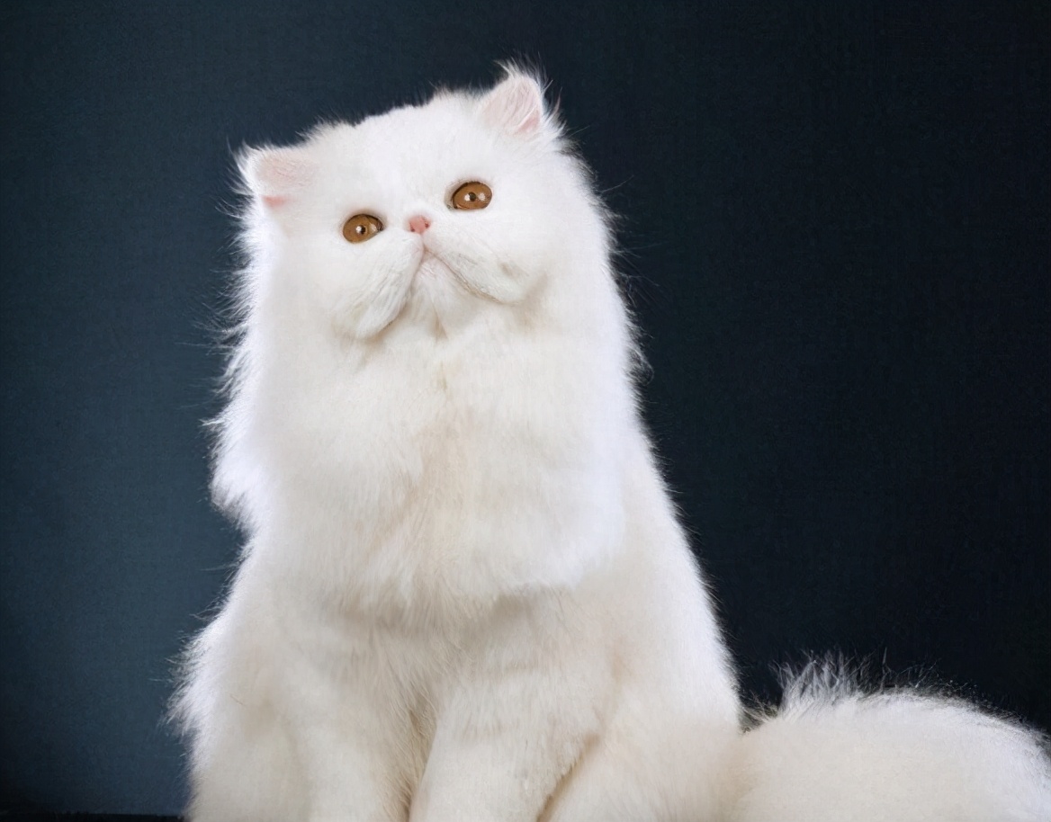 波斯猫的优缺点很明显,养之前要考虑清楚