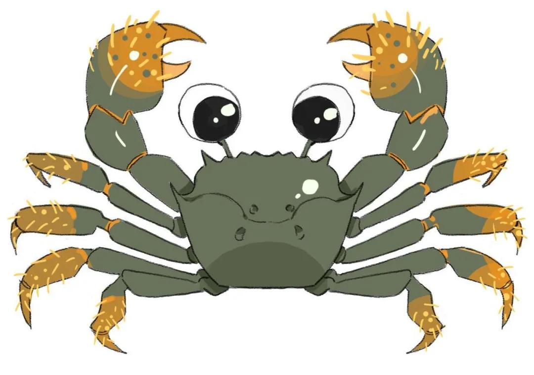 蜘蛛蟹能吃吗(复杂的螃蟹