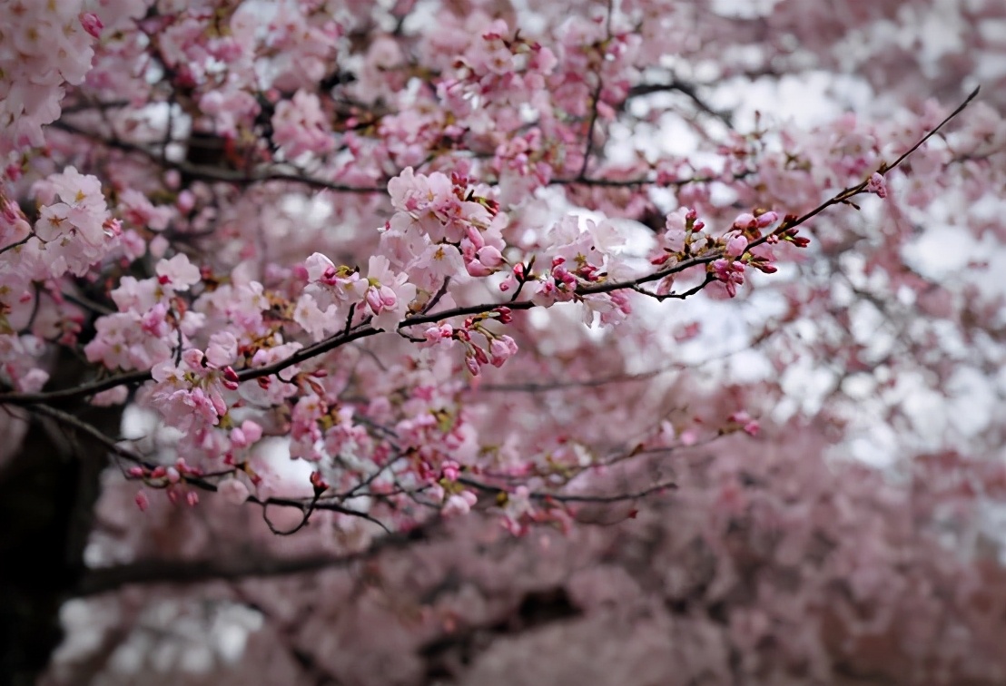 在藤校哥伦比亚大学读书是一种怎样的体验？听学姐细细道来