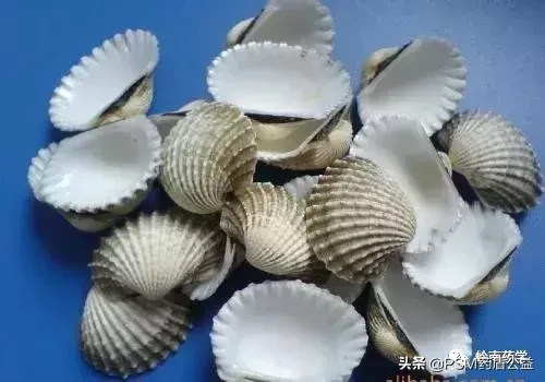 海蛤壳的功效与作用(海鲜盛宴 行就行
