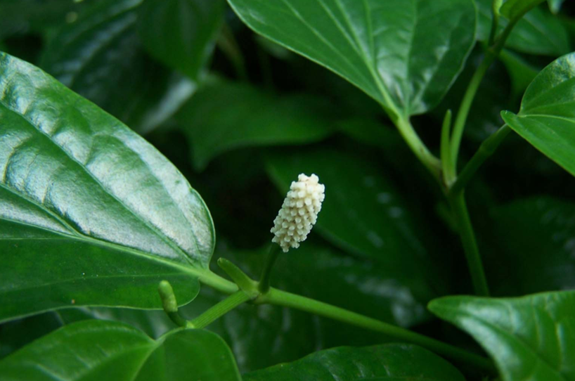 中药芦子的功效与作用-我的快乐小窝