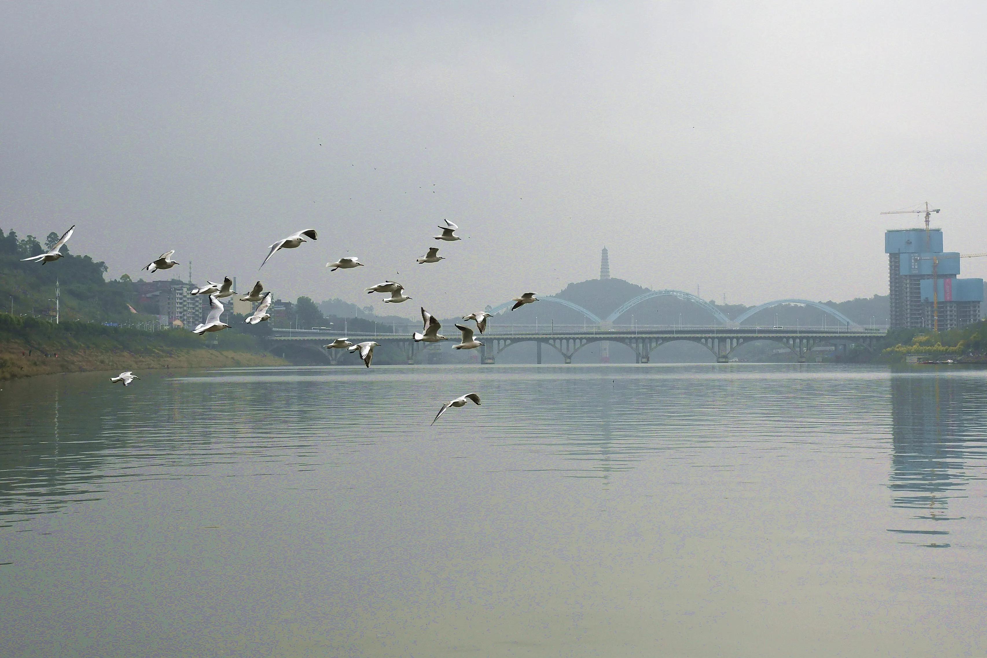 四川内江：甜城湖美海鸥飞翔