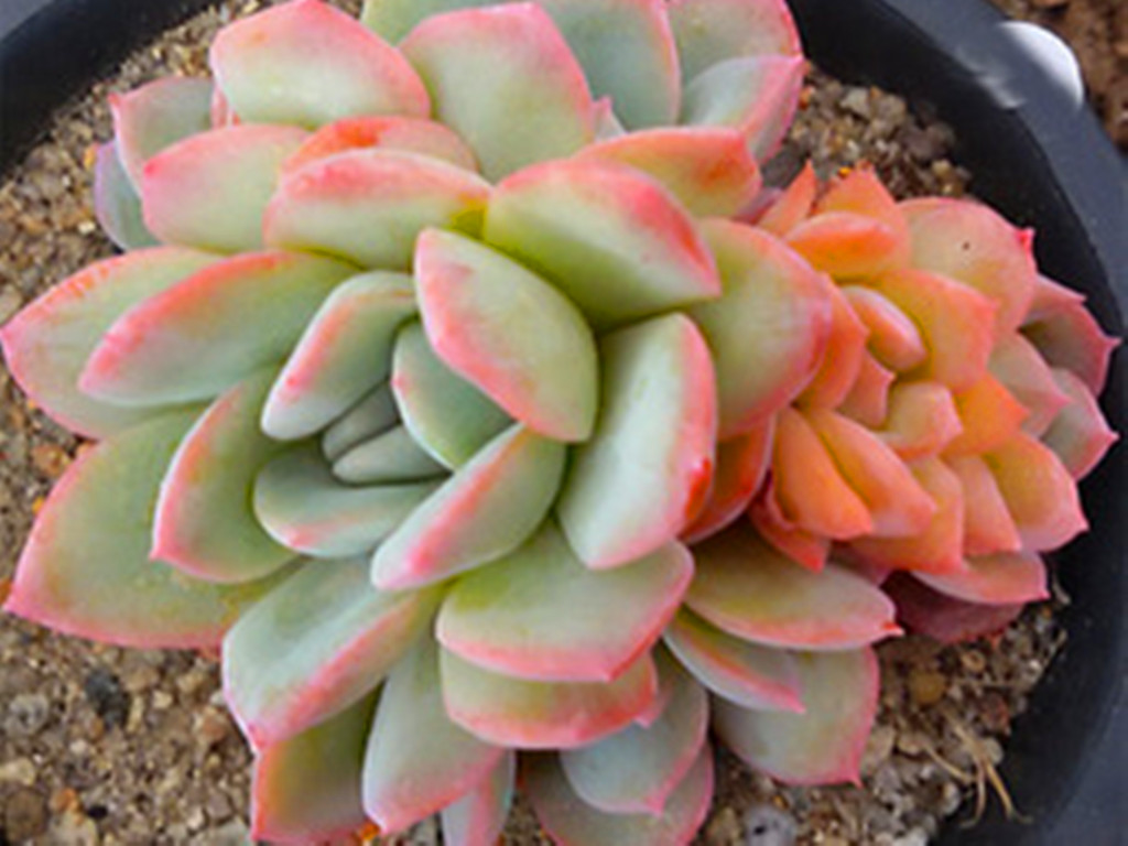 月影系多肉出状态还有一个必不可少的条件,就是温差,没有温差,光照再