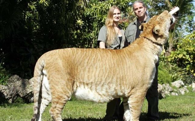 人类创造的最大猫科动物，体重达到430公斤，为何被人们唾弃？