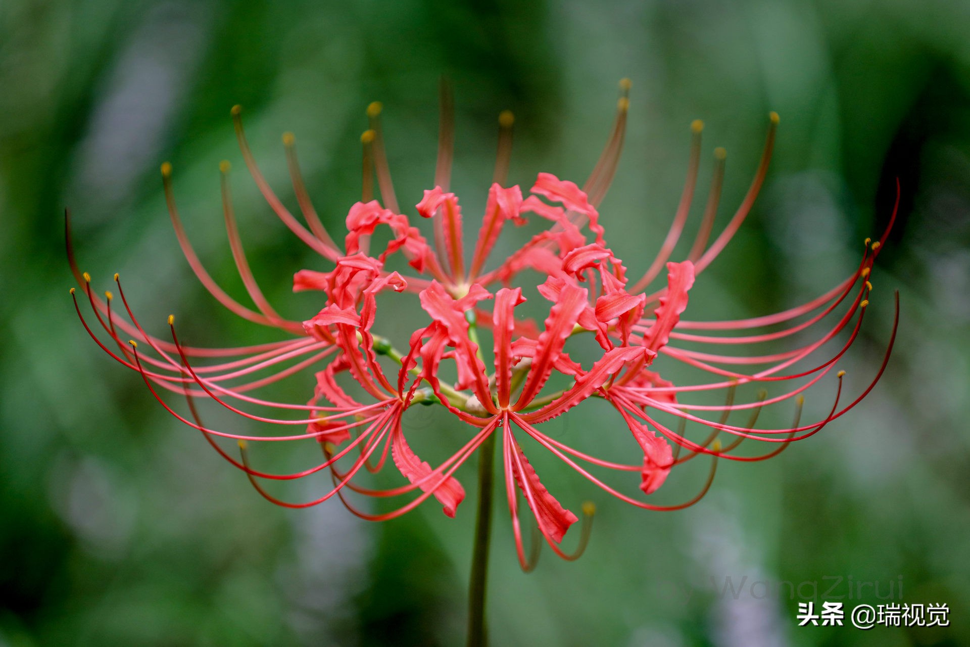 红色彼岸花的花语:无尽的永生,灭世的前兆,彼岸的召唤