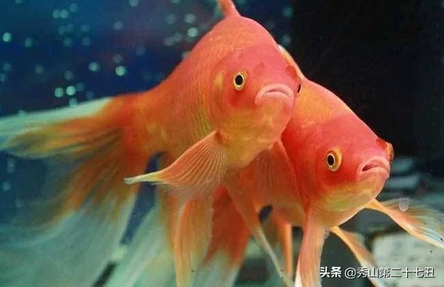 10大最好养又好看的观赏鱼，草金鱼榜首，孔雀鱼第九