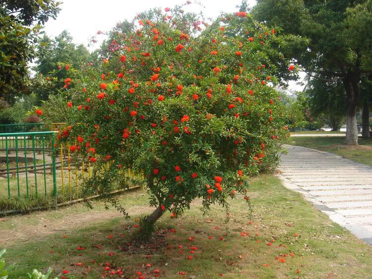 东北适合种植什么果树（北方最适合种植的八种果树）