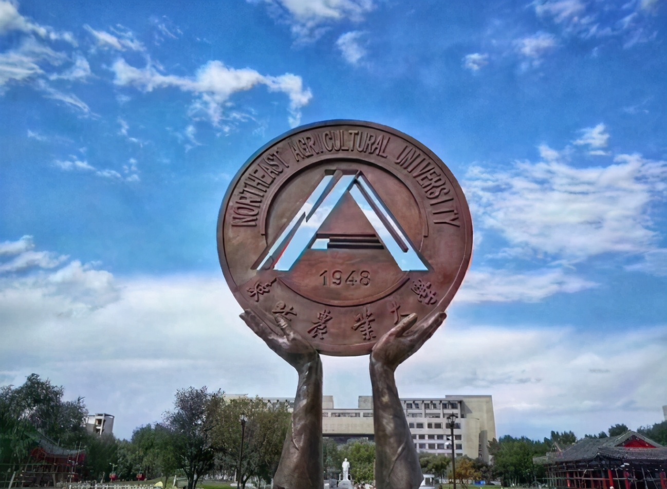 东北农业大学会计专硕（想考本科第二学历）