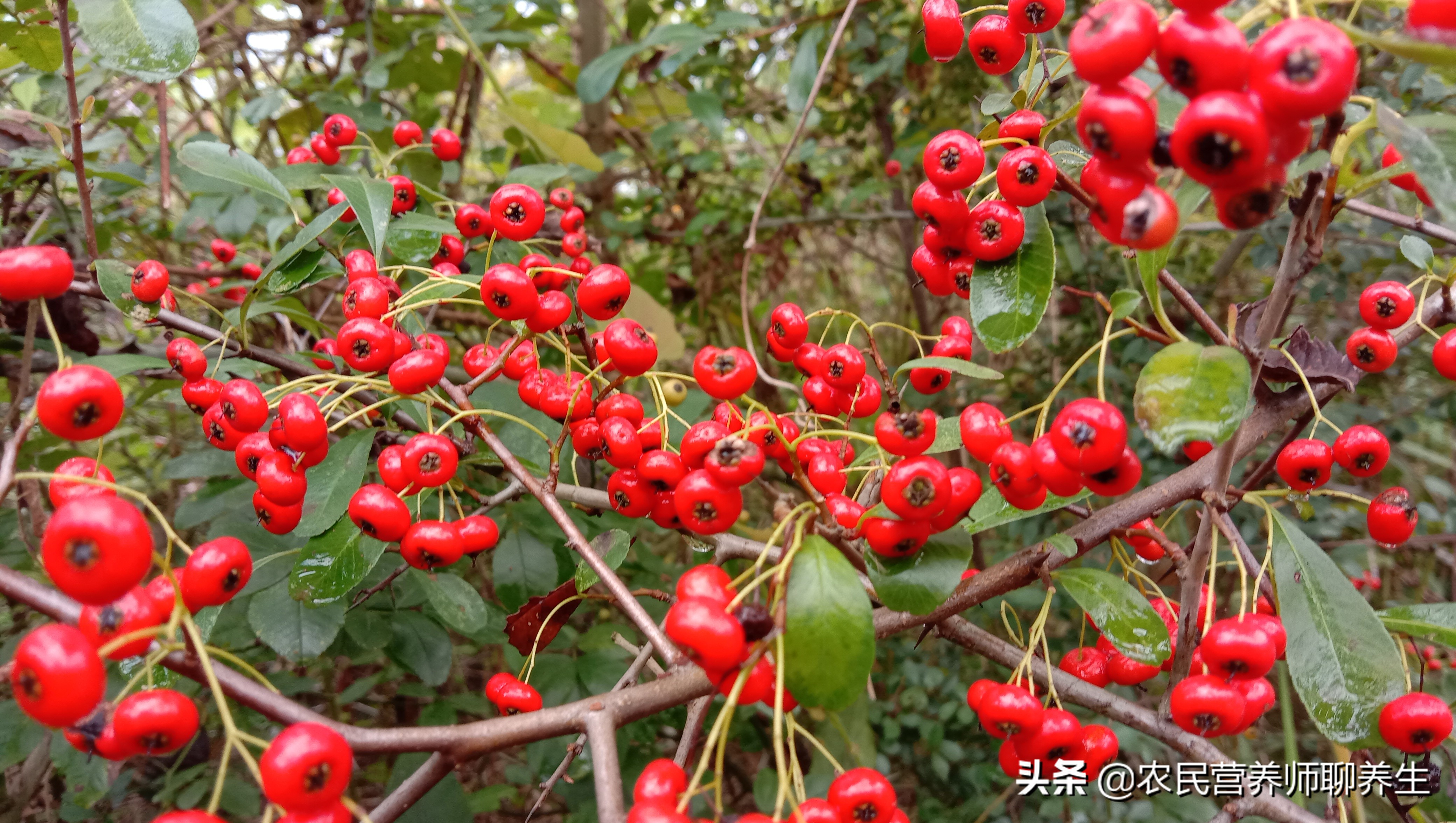 老妈童年的零食"火棘果,称为"袖珍苹果,助消化肚子饿得快