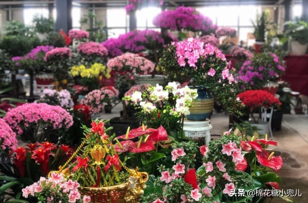 北京绿苑花卉市场图片