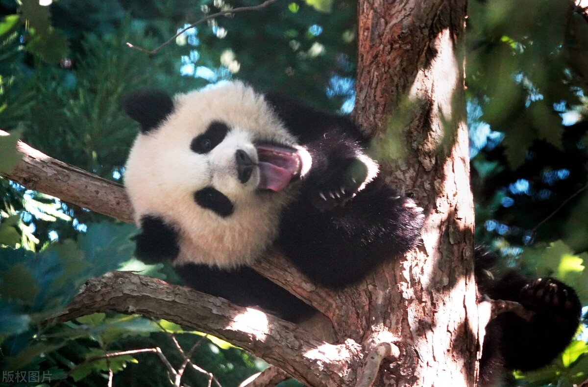 大熊猫为什么是国宝，主要靠着4点分析？
