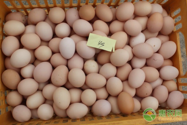 山东鸡蛋价格创年内新低是什么原因？附鸡蛋最新价格行情