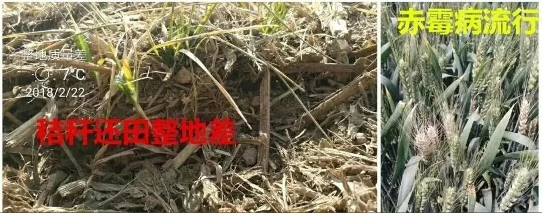 小麦茎基腐病（小麦茎基腐病的原因及防治措施）