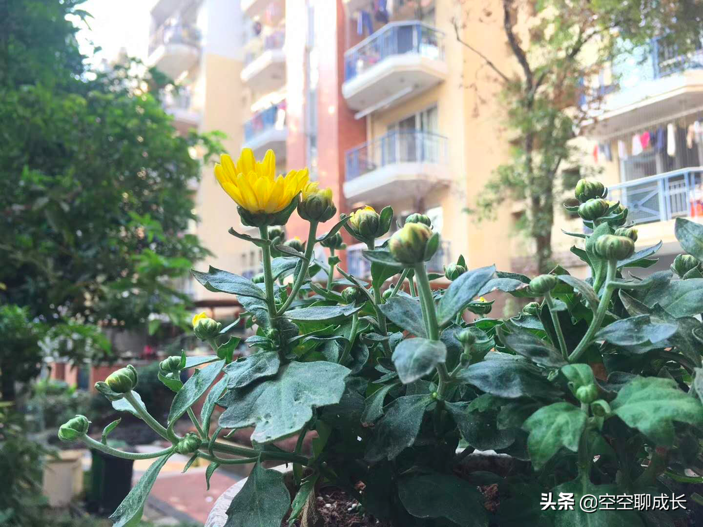 闲暇赏花赋诗以自娱，琐碎日子亦成诗