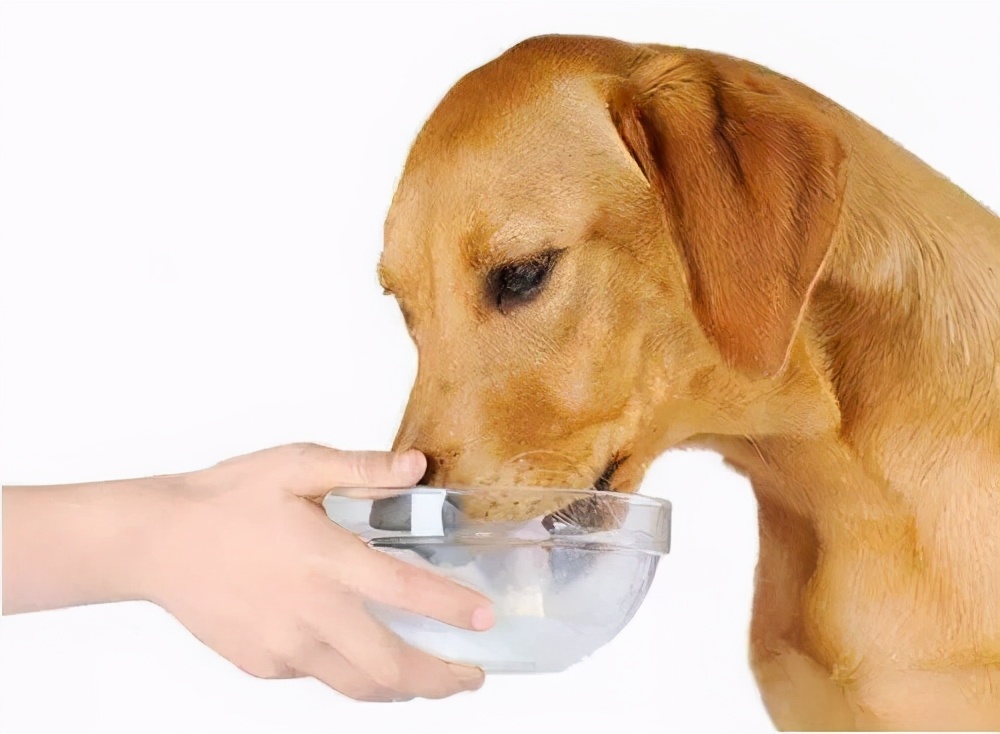 狗肚子有虫什么症状，如何预防寄生虫
