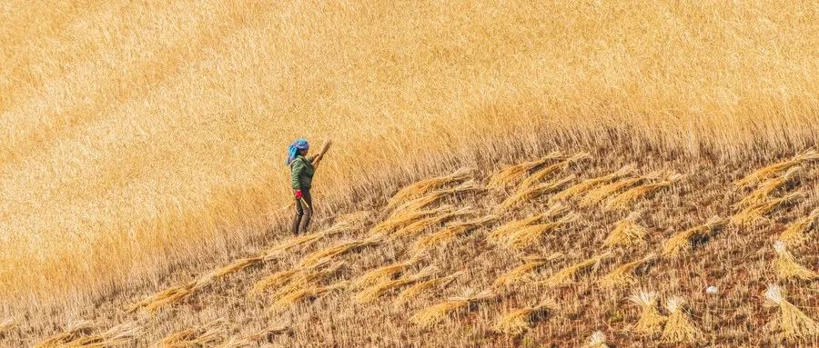 一等奖作品《我娘是个疯子》，读完泪流满面…