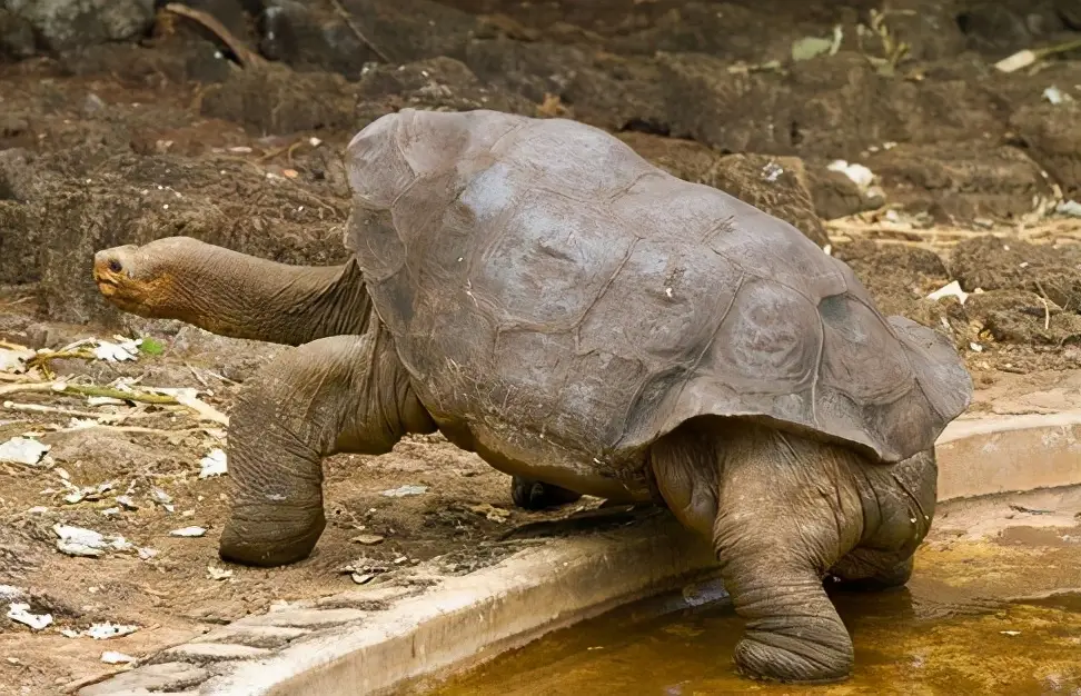 乌龟的种类图片及名称（乌龟的品种图片）